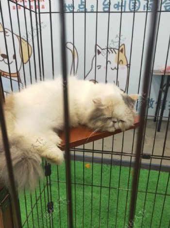 笼子里的猫黄色的猫白色的图片