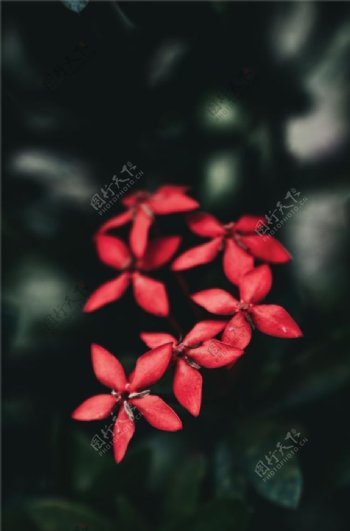 红色花图片