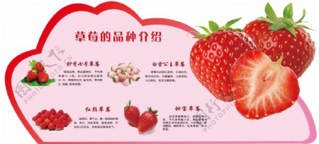 草莓的品种介绍图片