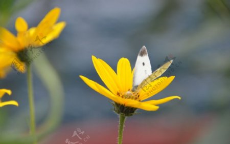 菊芋花蝴蝶图片