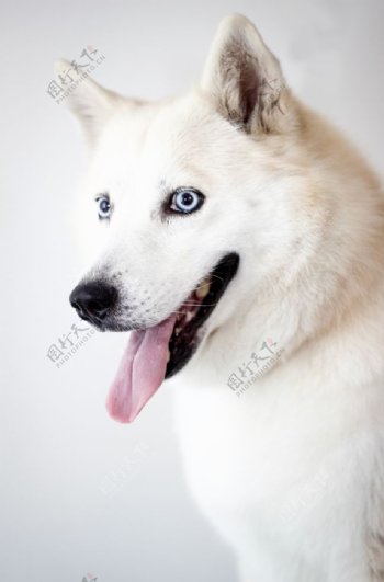 萨莫耶狗图片