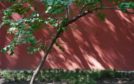 红墙树影图片