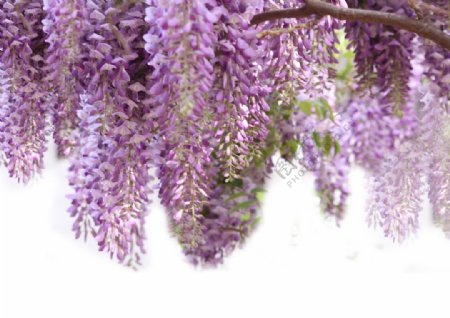 紫金花图片
