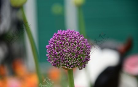 紫色花朵花苞植物绿叶图片