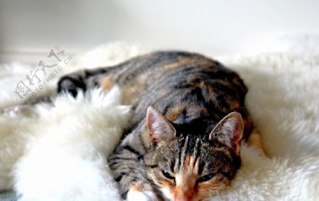 趴在地毯上的猫图片