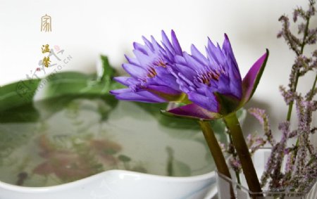 紫色莲花图片
