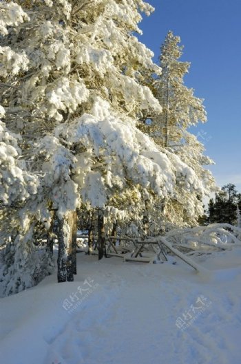 雪压大树图片