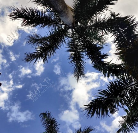 椰子树天空海边图片