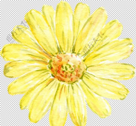 水彩植物花朵装饰图片