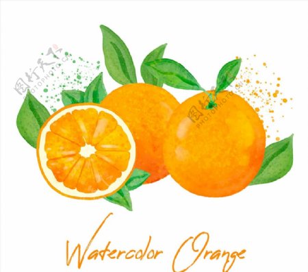彩绘新鲜橙子图片
