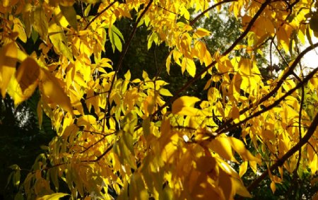 秋天阳光下的黄色枝叶叶子图片