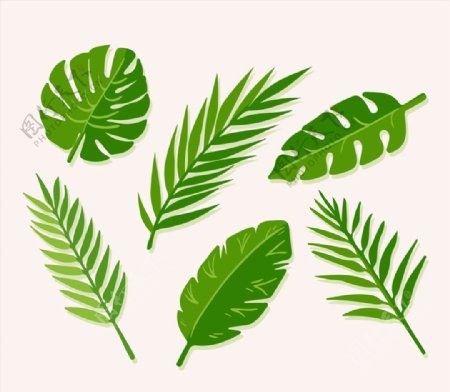 绿色棕榈树叶图片