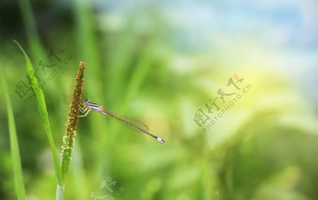 春天的蜻蜓图片