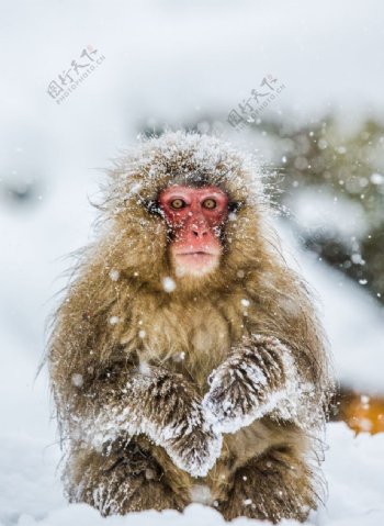 日本雪猴图片