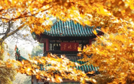 秋季凉亭枫叶旅游背景海报素材图片