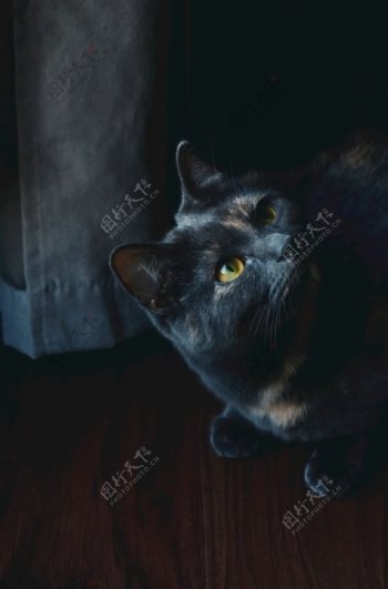 夜奶猫图片