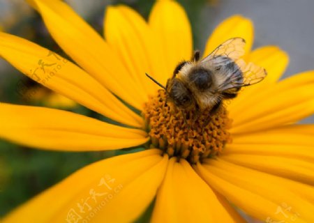 花中蜜蜂图片