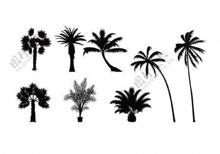 手绘热带树图片
