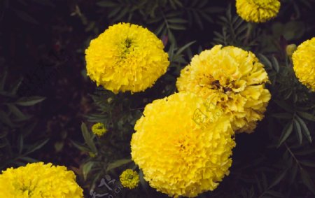 植物绿化花草鲜花小草图片