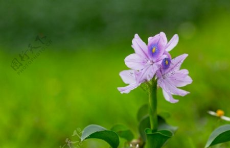 美丽的雨久花图片