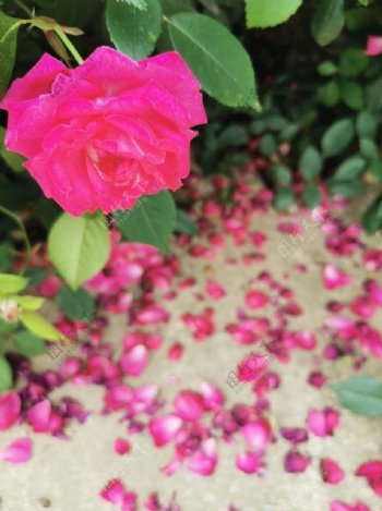 玫瑰花瓣图片