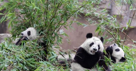 大熊猫吃竹子摄影图片