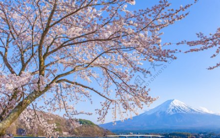 富士山前的樱花树图片