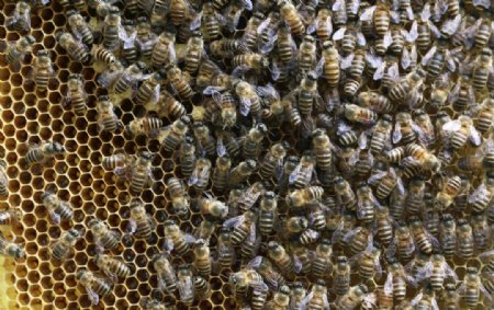 蜂脾蜜蜂养蜂图片