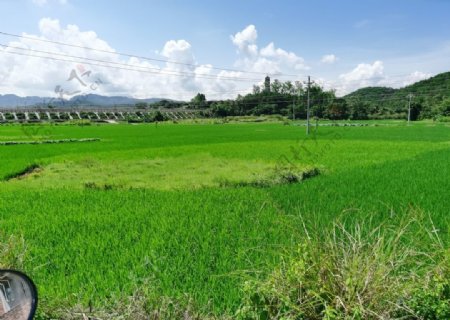南方农村绿色水田风景图片