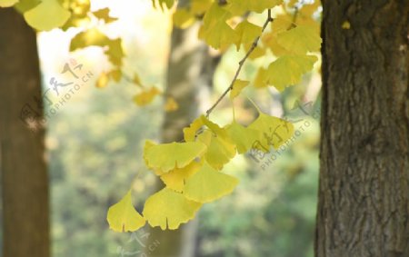 秋天的金黄银杏叶图片