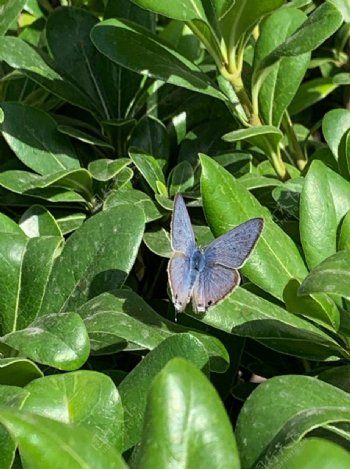蓝色树丛蝴蝶图片