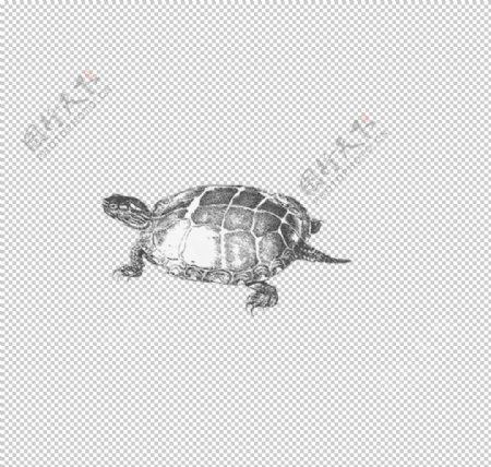 龟壳图片