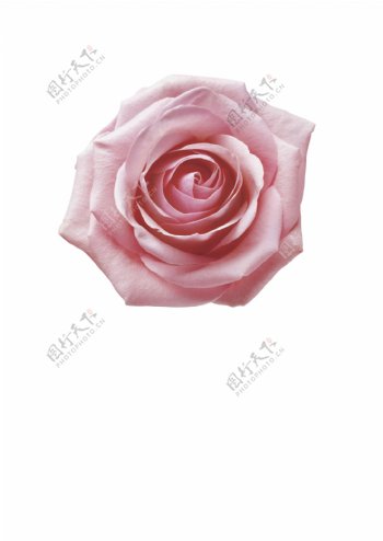 玫瑰粉色玫瑰花矢量源文件图片