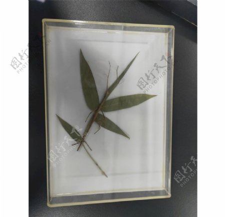 竹节虫拟态标本图片