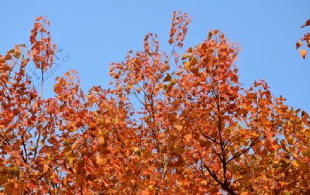 红色树叶摄影图片