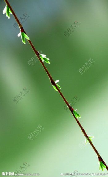 生机绿色树枝图片