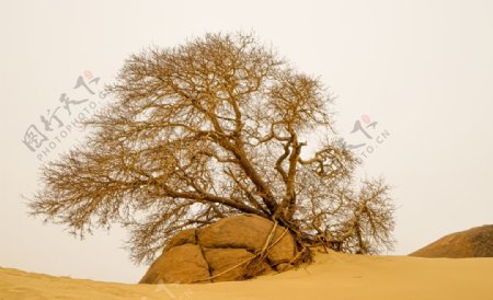 沙漠胡杨图片