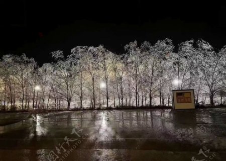 雪银色世界冰树冬天图片