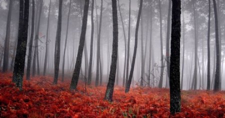 浓雾树林照片图片