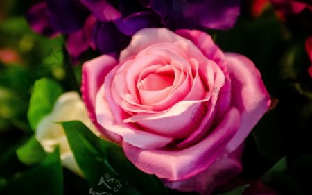 玫瑰花卉图片