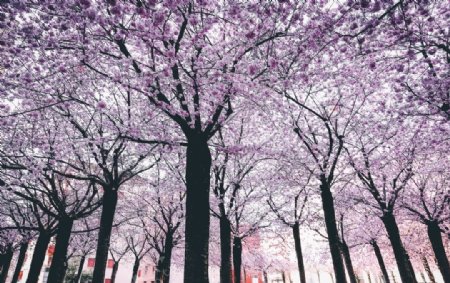 春天的树木图片