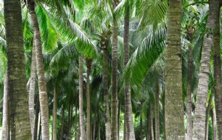椰林图片