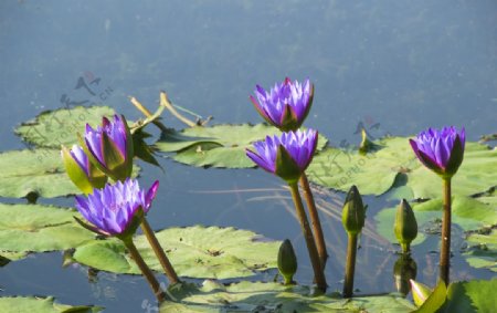 花卉摄影素材水里的紫色睡莲图片