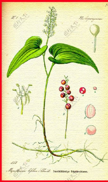 手绘植物叶子图片