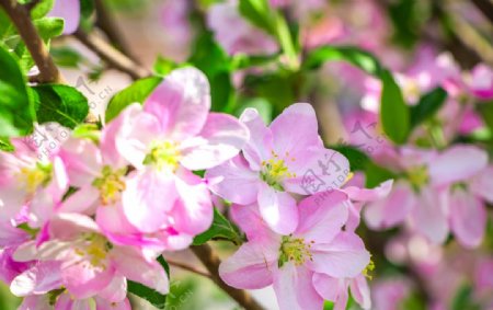 春天海棠花摄影特写图片
