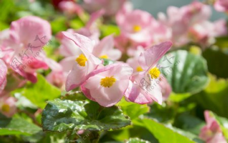 花卉摄影素材粉色的四季海棠图片