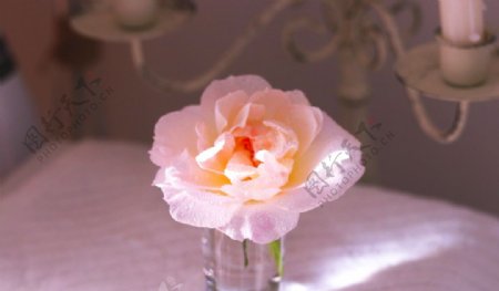 花瓶玫瑰插花图片