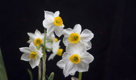 水仙花摄影图片