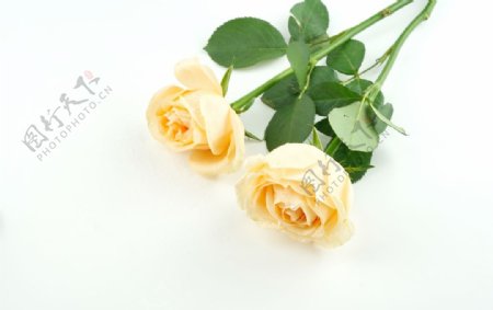 黄色玫瑰花拍摄素材图片