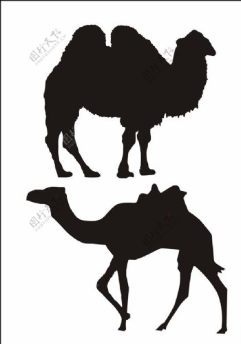 骆驼剪影矢量骆驼图片
